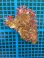 画像2: サンゴモドキ(約10センチ)・・・オススメ個体 (2)