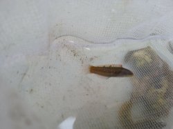 画像1: ホンベラ　幼魚