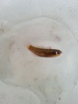 画像2: ホンベラ　幼魚