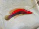 《近海産海水魚》☆★美色★☆イトヒキベラの雄