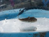 《近海産海水魚》シッポウフグの幼魚…ハンドコート採取