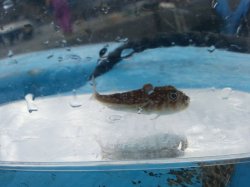 画像1: 《近海産海水魚》シッポウフグの幼魚…ハンドコート採取