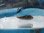 画像1: 《近海産海水魚》シッポウフグの幼魚…ハンドコート採取 (1)