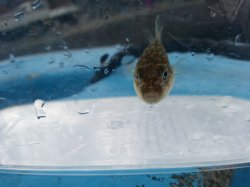 画像2: 《近海産海水魚》シッポウフグの幼魚…ハンドコート採取