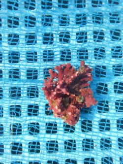 画像1: サンゴモドキ（5センチ前後）