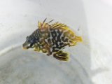 《近海産海水魚》【激レア】ツボダイ幼魚（1匹）7…ハンドコート採取