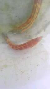 《近海産海水魚》イトベラ雄（1匹）…ハンドコート採取