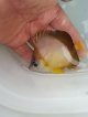 《近海産海水魚》シラコダイ（Sサイズ）2匹セット‥当店ハンドコート採取