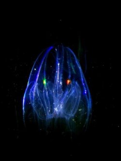 画像4: 《近海産海洋生物類》☆☆神秘的・・カブトクラゲの5匹セット…当店ハンドコート