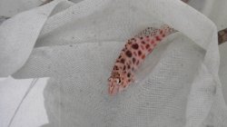 画像2: 《近海産海水魚》ヒメゴンベ幼魚(珍サイズ)…ハンドコート採取