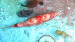 画像2: 《近海産海水魚》オキナヒメジ　（1匹）…ハンドコート採取（残餌処理におススメです！）