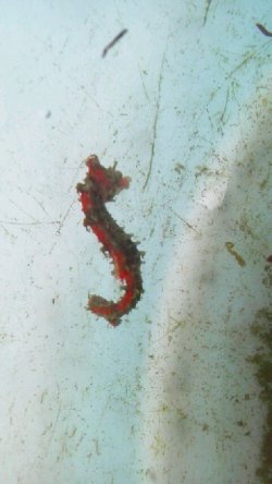 画像1: ☆☆ハナタツ幼魚（ワイルド個体）・・軟骨有赤くなります！お勧め