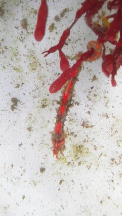画像2: ☆☆ハナタツ幼魚（ワイルド個体）・・軟骨有赤くなります！お勧め