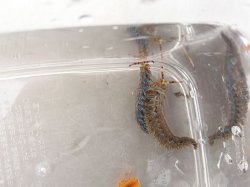 画像3: 《近海産甲殻類》ムカデミノウミウシ…当店ハンドコート採取個体