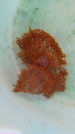 画像2: ウミカラマツ（オレンジ）枝折れ個体