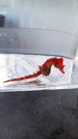☆☆ハナタツレッド幼魚（ワイルド個体）・・赤くなります！お勧め