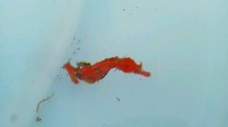 画像2: 《近海産海水魚》ハナタツのペアー【ワイルド個体】…雄（レッド）雌（オレンジ）共に若親でおススメです！