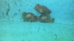 画像3: 《近海産甲殻類》ミスガイ（Ｓサイズ）・・当店ハンドコート採取