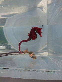 画像1: 《近海産海水魚》ハナタツレッド【ワイルド良血個体】…婚姻色が強く出ている成熟雌個体です