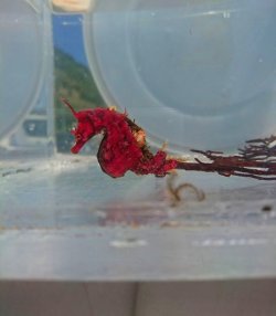 画像2: 《近海産海水魚》ハナタツレッド【ワイルド良血個体】…婚姻色が強く出ている成熟雌個体です