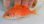 画像3: 《近海産海水魚》【南伊勢産】スミツキハナダイ（餌付け済）…熊野灘水深70Mハンドコート (3)