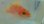 画像1: 《近海産海水魚》【南伊勢産】スミツキハナダイ（餌付け済）…熊野灘水深約60Mハンドコート (1)