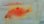 画像3: 《近海産海水魚》【南伊勢産】スミツキハナダイ（餌付け済）…熊野灘水深約60Mハンドコート (3)