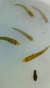 《近海産海水魚》ブリ幼魚（15センチ±）3匹セット…ハンドコート採取