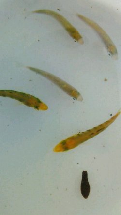 画像1: 《近海産海水魚》ブリ幼魚（15センチ±）1匹…ハンドコート採取