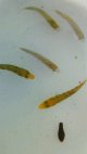 《近海産海水魚》ブリ幼魚（10センチ±）3匹セット…ハンドコート採取