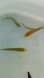 画像4: 《近海産海水魚》ブリ幼魚（10センチ±）3匹セット…ハンドコート採取 (4)