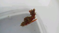 画像5: 《近海産海水魚》ハナタツレッド【ワイルド良血個体】…赤くなります！！・・まだ幼魚色が残っていますがレッド系統の将来有望個体です！
