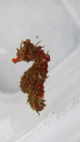《近海産海水魚》ハナタツレッド【ワイルド良血個体】…赤くなります！！・・まだ幼魚色が残っていますがレッド系統の将来有望個体です！