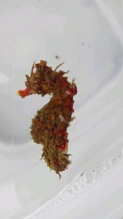 画像1: 《近海産海水魚》ハナタツレッド【ワイルド良血個体】…赤くなります！！・・まだ幼魚色が残っていますがレッド系統の将来有望個体です！