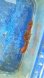 画像4: 《近海産海水魚》ハナタツレッド【ワイルド良血個体】…赤くなります！！・・まだ幼魚色が残っていますがレッド系統の将来有望個体です！ (4)