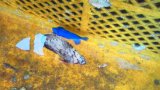 《近海産海水魚》アミモンガラ幼魚…当店ハンドコート採取