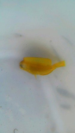画像3: 《近海産海水魚》【熊野灘産】モンツキハギ　幼魚…当店ハンドコート採取個体