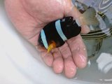 《近海産海水魚》☆☆希少熊野灘産クマノミ・・ラインの縁取り蛍光ブルー綺麗！！