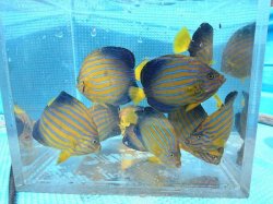 画像6: 《近海産》キンチャクダイＳサイズの2匹セット（フリー個体）