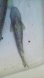 画像3: コバンザメ（クロコバン）・・白系 (3)