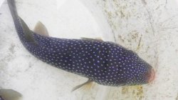 画像2: 《近海産海水魚》【深海性】ホシフグ（MLサイズ）…ハンドコート採取
