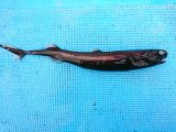 《外洋性深海魚》冷凍ワニグチツノザメ（35センチ±）画像の個体です・・・【ウルトラレア】