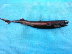 画像1: 《外洋性深海魚》冷凍ワニグチツノザメ（35センチ±）画像の個体です・・・【ウルトラレア】