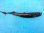 画像1: 《外洋性深海魚》冷凍ワニグチツノザメ（35センチ±）画像の個体です・・・【ウルトラレア】 (1)