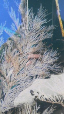 画像3: ウミカラマツ（ホワイトポリプ）・・フリーサイズ（15〜20センチ前後カット物）