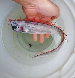 画像1: 《近海産外洋性深海魚》☆☆☆激レア・・・冷凍アカナマダ（約40センチ前後）