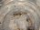 画像2: クロコソデウミウシ　餌用フサコケムシ付き (2)