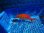 画像2: 《近海産海水魚》【激レア】キンメダマシ…深海ハンドコート採取 (2)