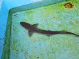 《近海産海水魚》ホシザメ(Sサイズ)…ハンドコート採取