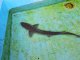《近海産海水魚》ホシザメ(Sサイズ)…ハンドコート採取